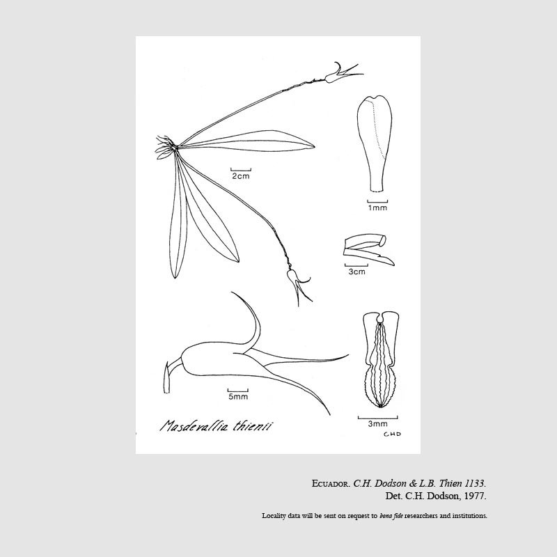 Masdevallia thienii