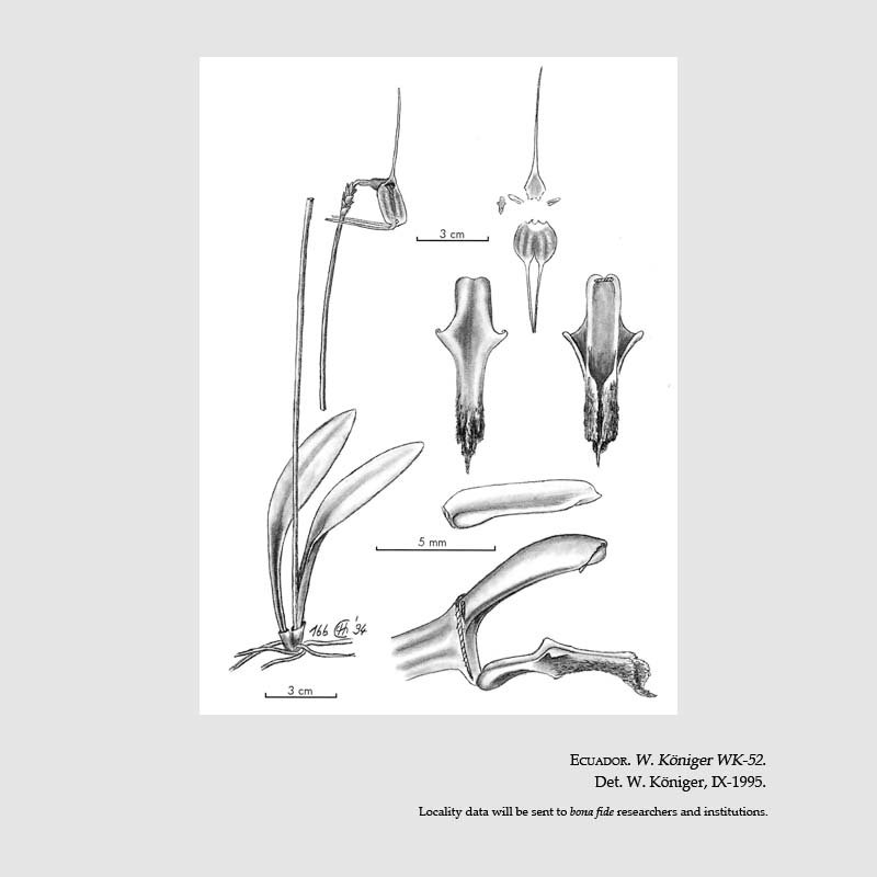 Masdevallia torulosa