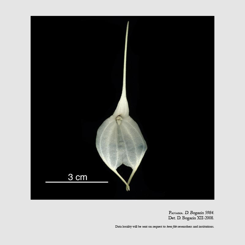 Masdevallia tovarensis