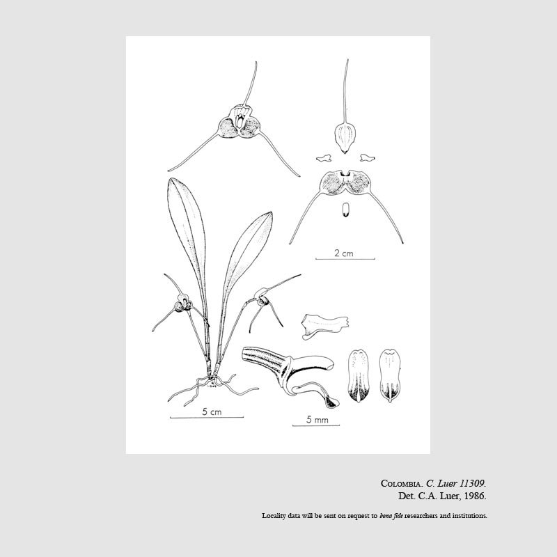 Masdevallia valenciae