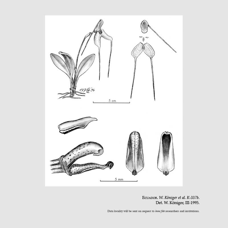 Masdevallia velox