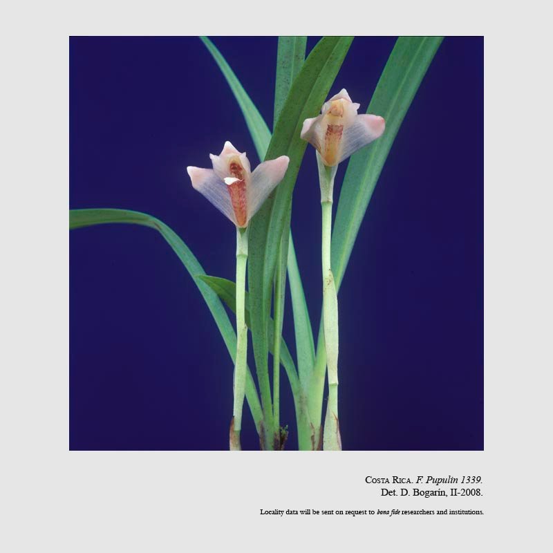 Maxillaria angustissima