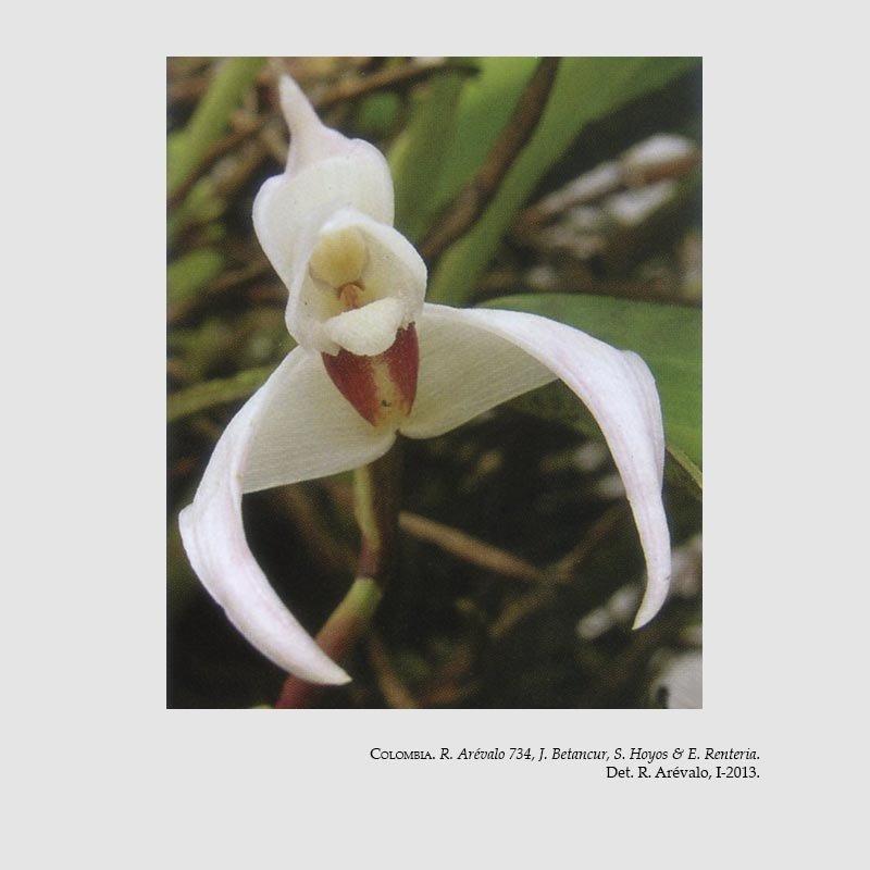 Maxillaria farinosa