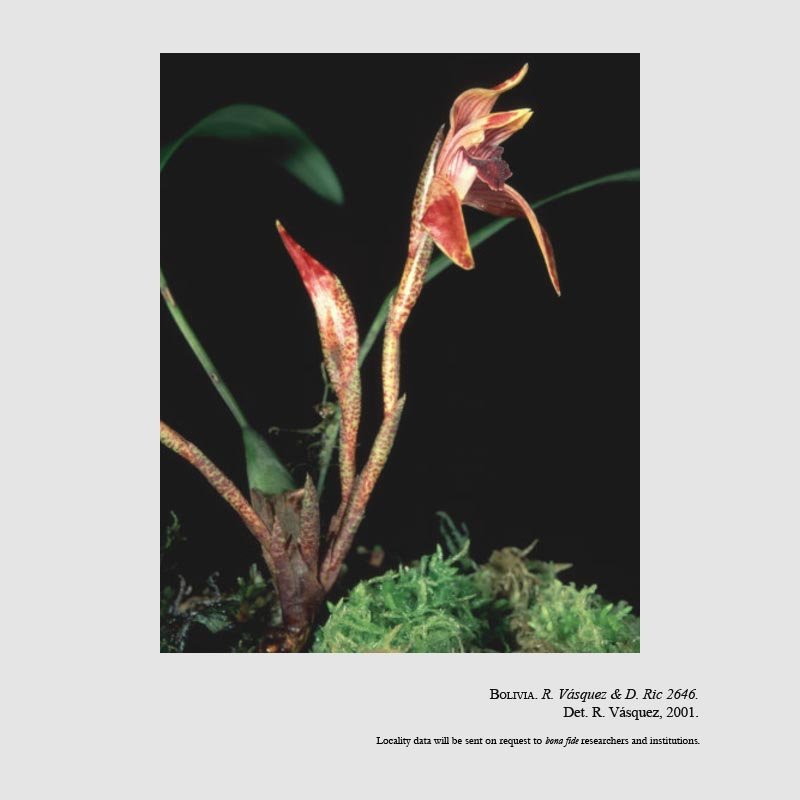 Maxillaria gorbatschowii