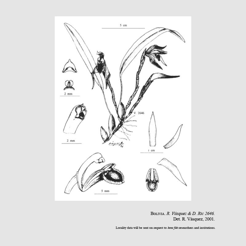 Maxillaria gorbatschowii