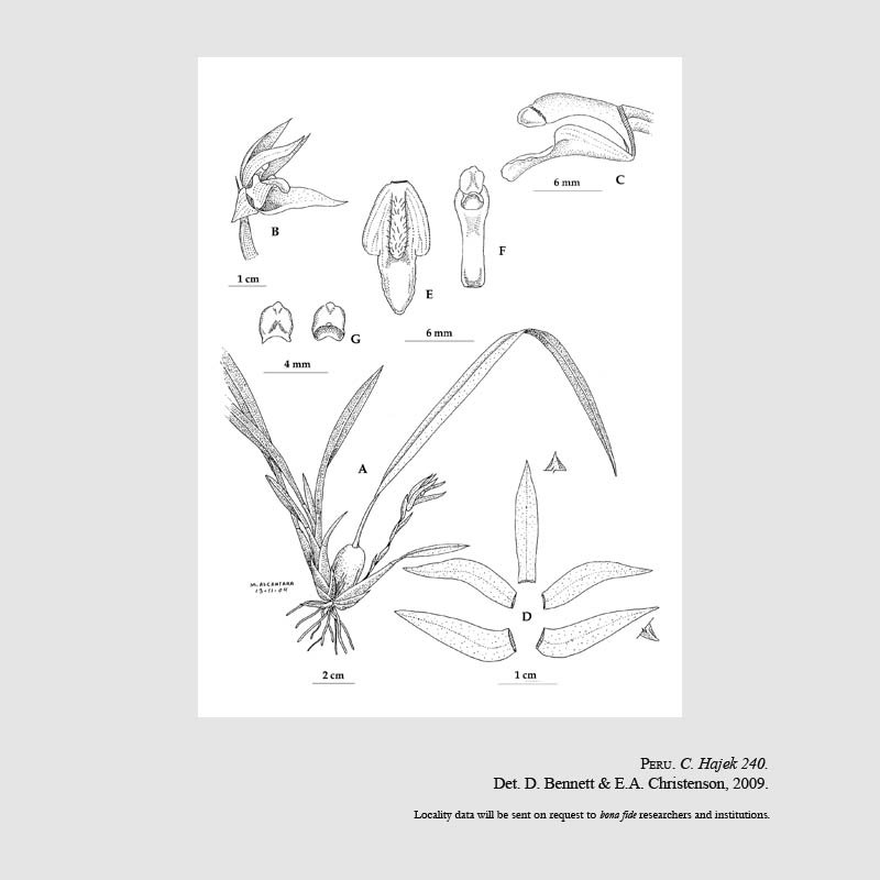 Maxillaria hajekii