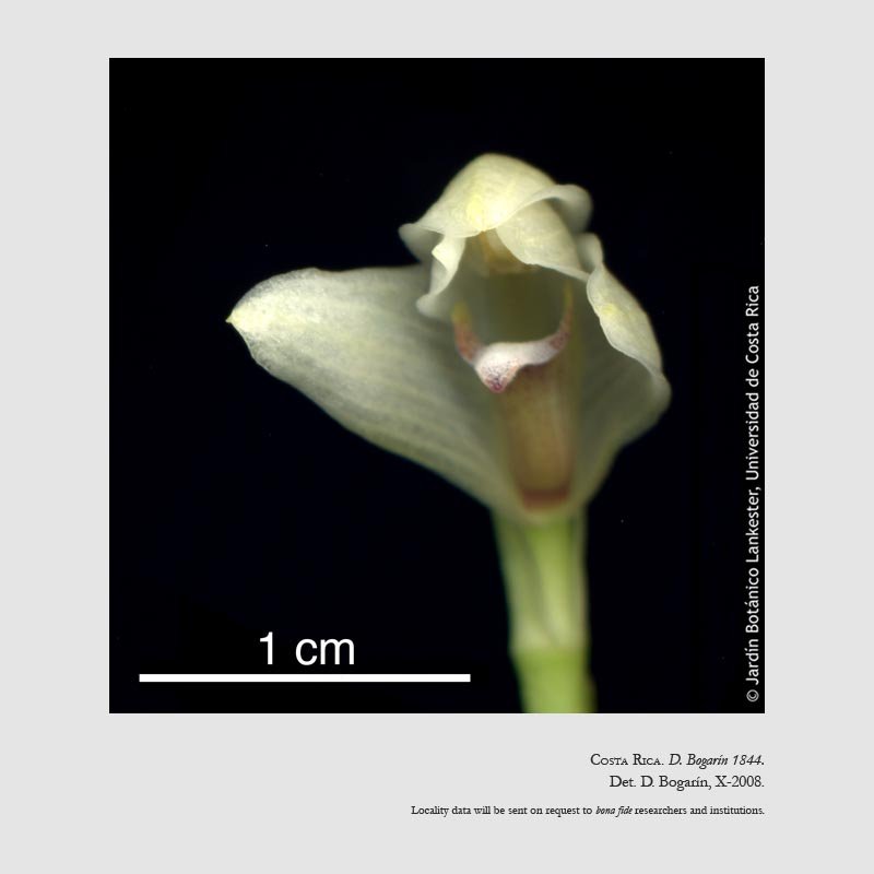 Maxillaria ramonensis