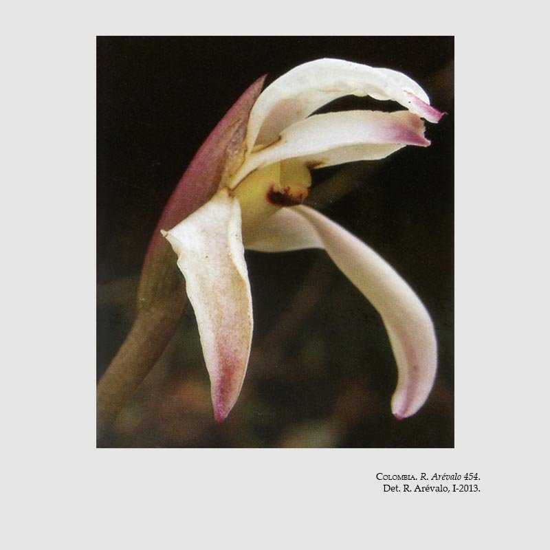 Maxillaria tenebrifolia