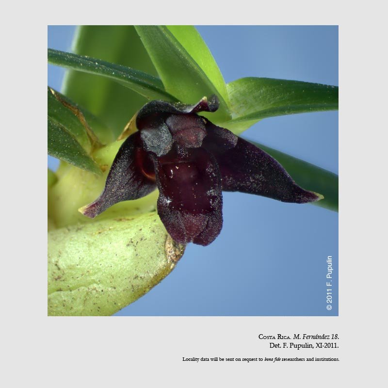 Maxillariella ponerantha