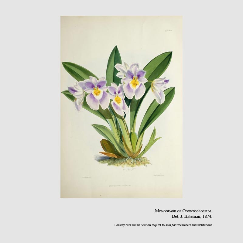 Miltoniopsis vexillaria