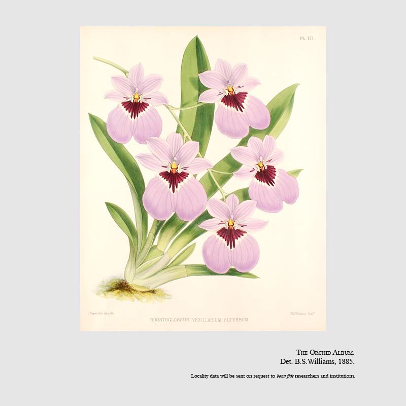 Miltoniopsis vexillaria