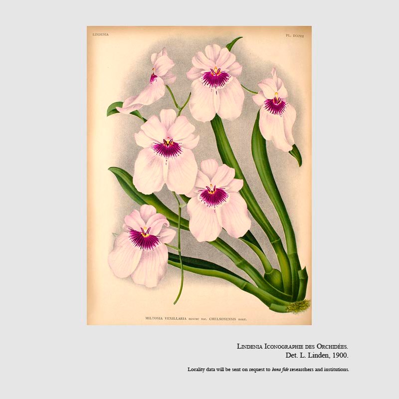 Miltoniopsis vexillaria