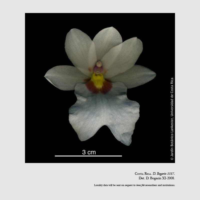 Miltoniopsis warszewiczii 