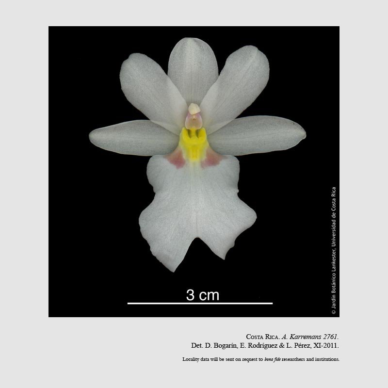 Miltoniopsis warszewiczii