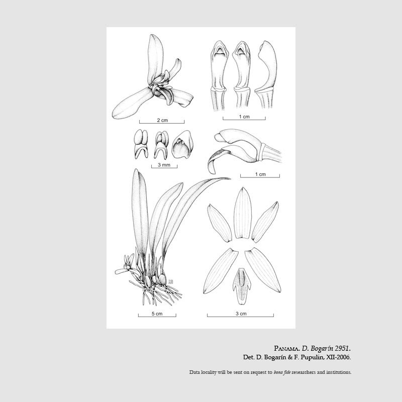 Mormolyca culebrica