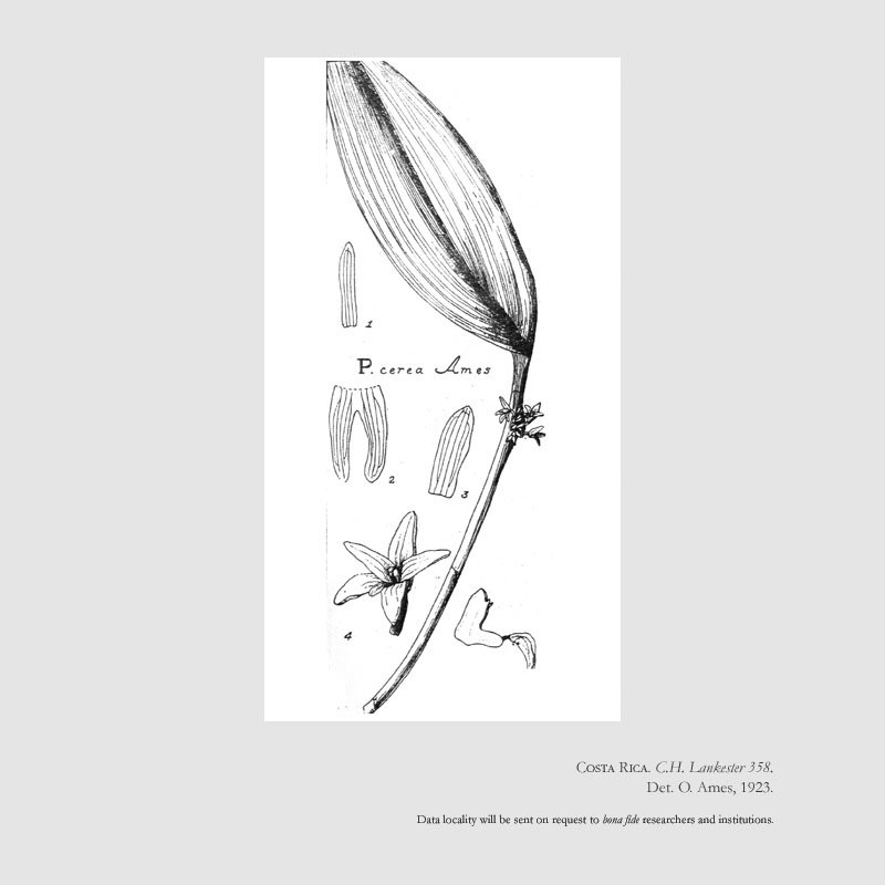 Pleurothallis cerea