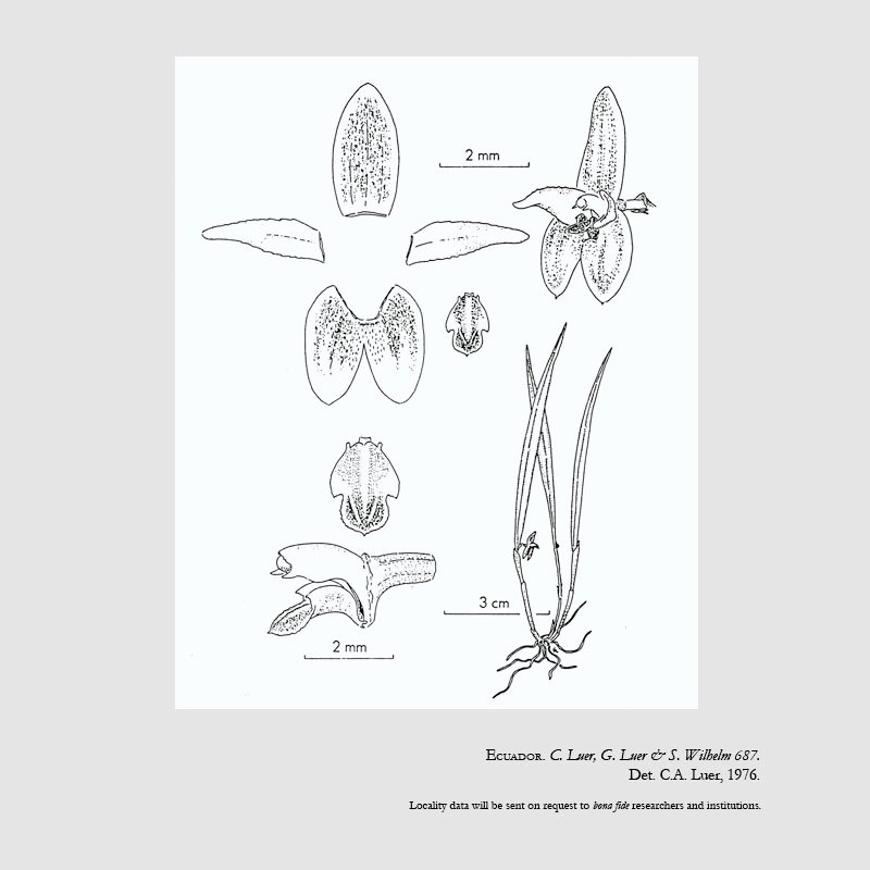 Pleurothallis pennellia