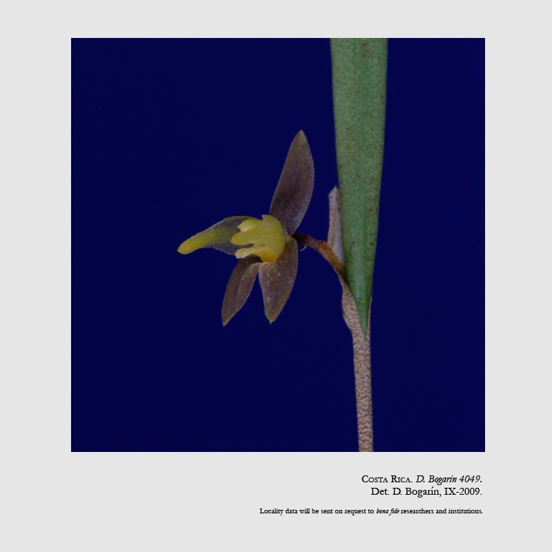 Myoxanthus sotoanus