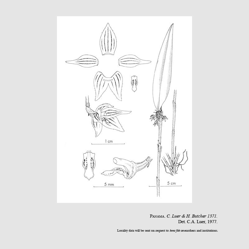 Myoxanthus speciosus