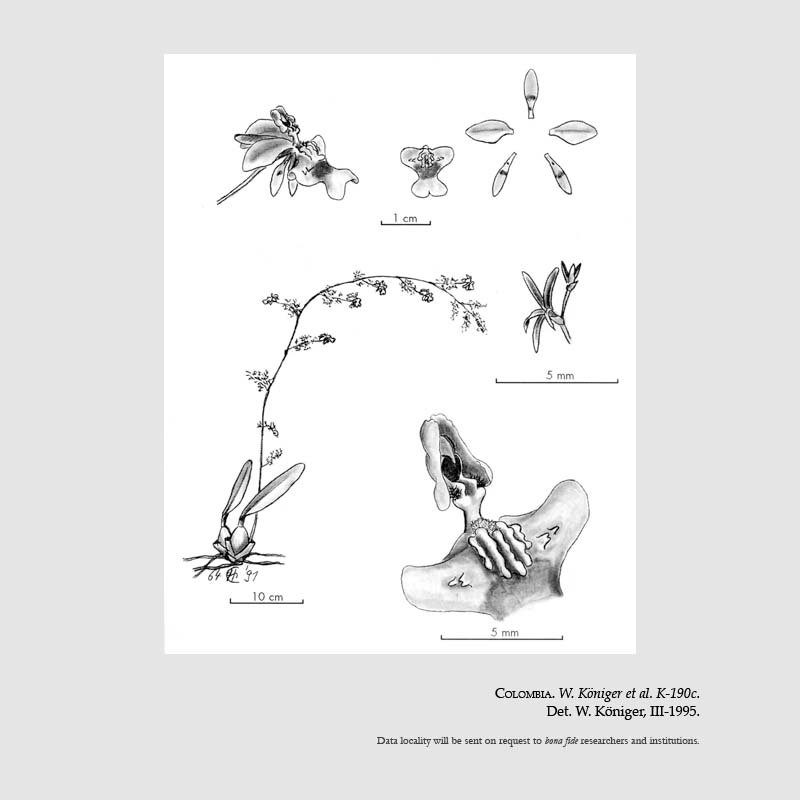 Oncidium adelaidae