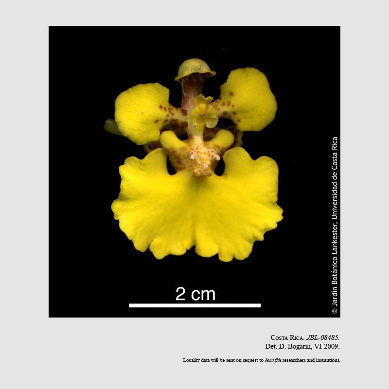 Oncidium ampliatum