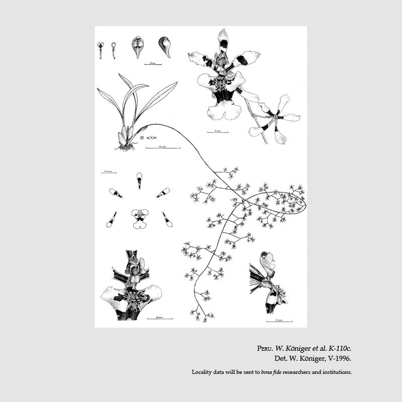 Oncidium aspecum