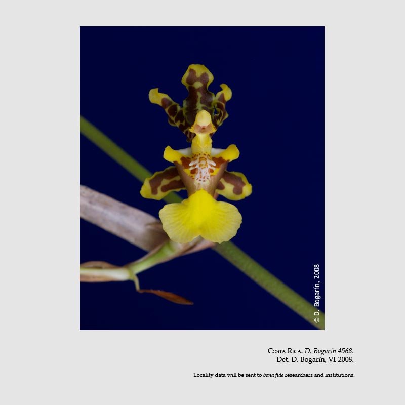 Oncidium bracteatum