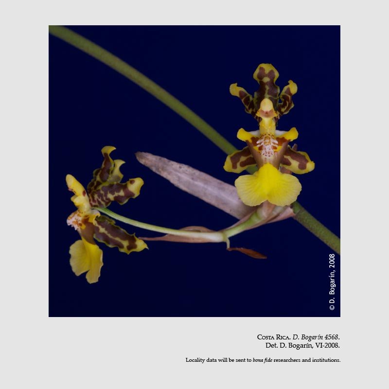 Oncidium bracteatum