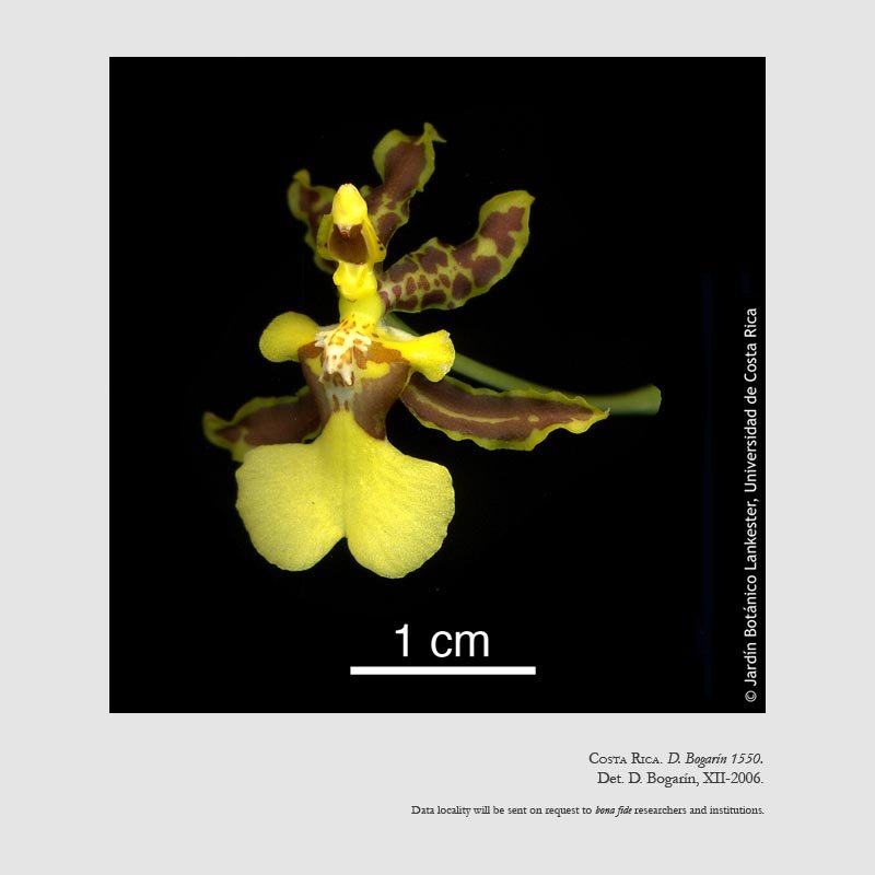 Oncidium bracteatum