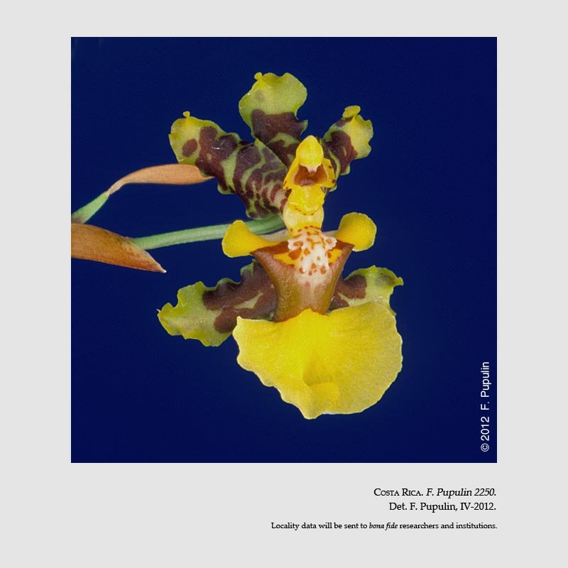 Oncidium bracteatum