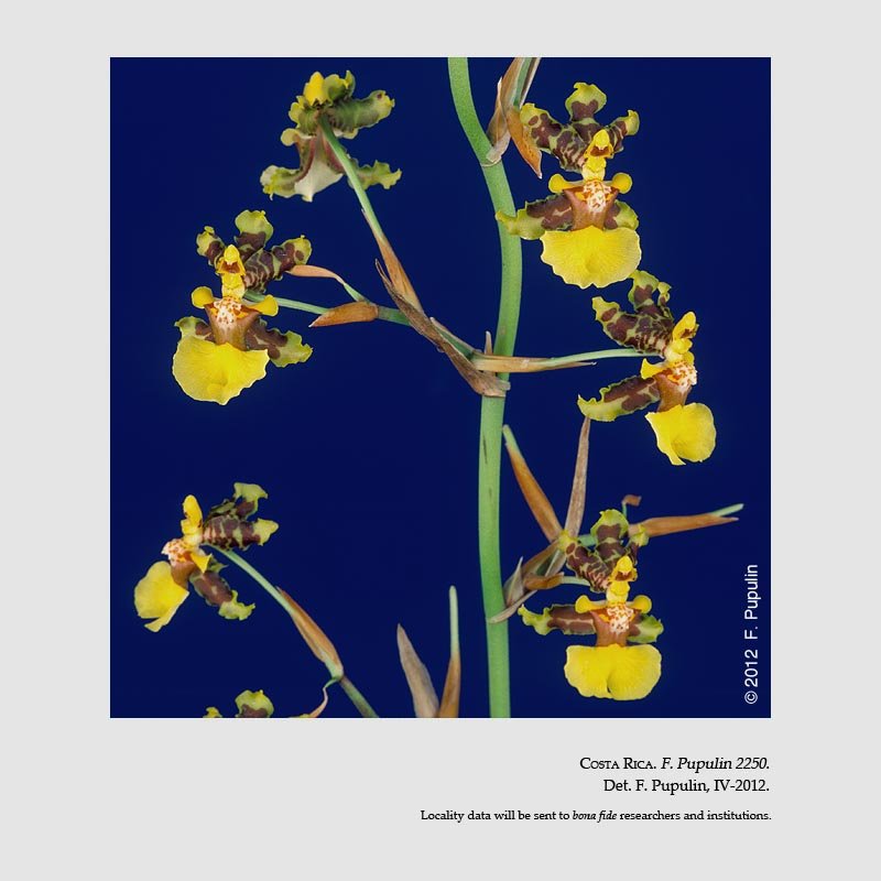 Oncidium bracteatum