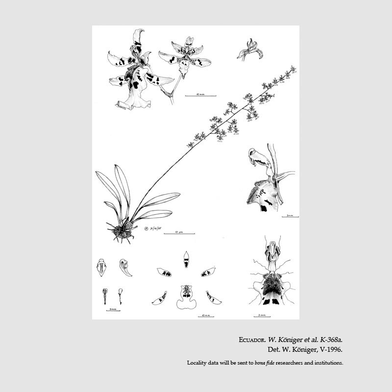 Oncidium erucatum