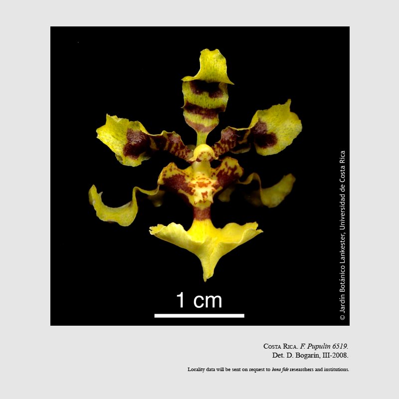 Oncidium isthmi 