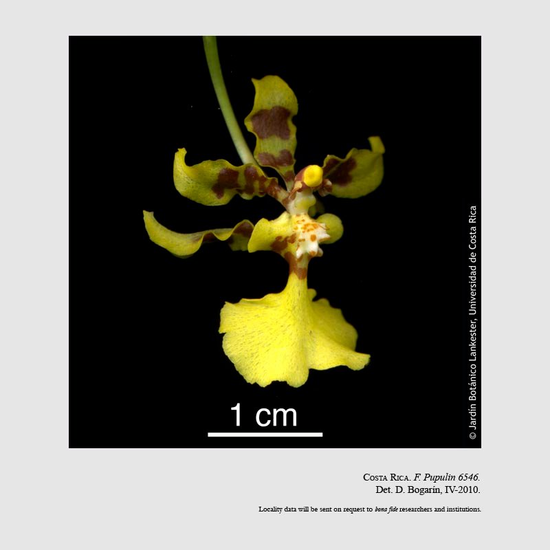 Oncidium isthmi 