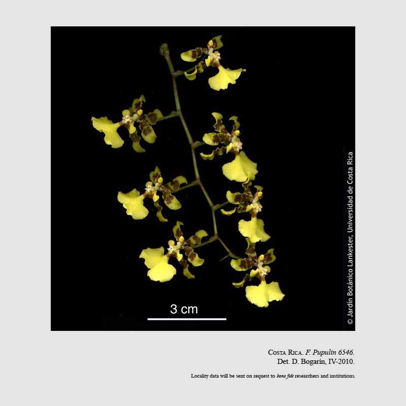 Oncidium isthmi 