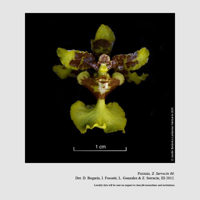 Oncidium isthmi