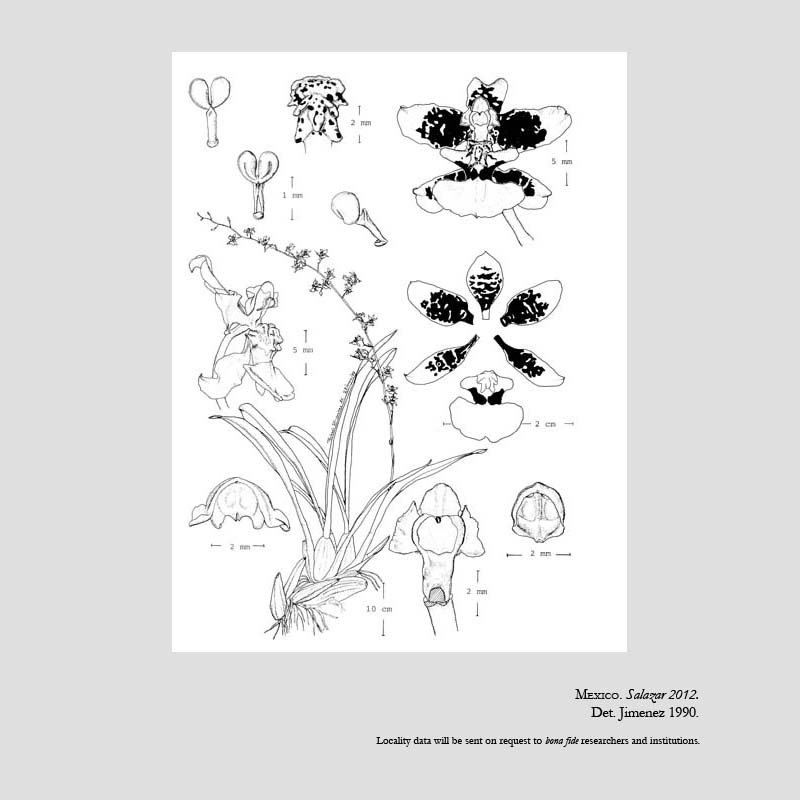 Oncidium leleui