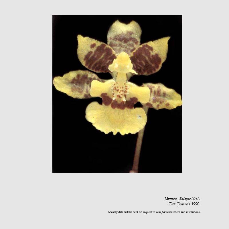 Oncidium leleui