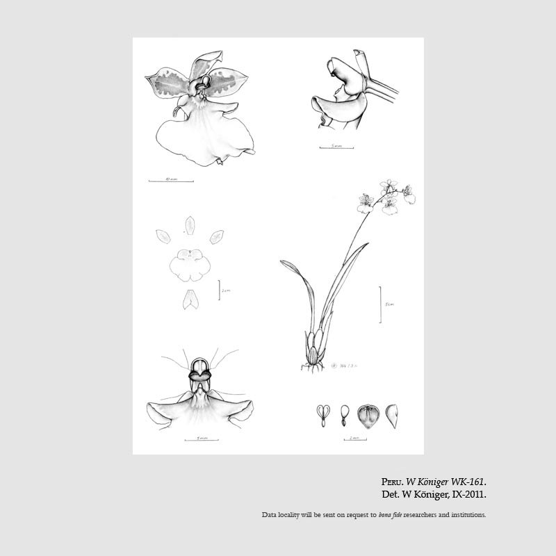 Oncidium lisae