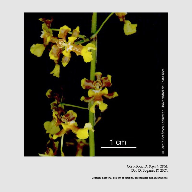 Oncidium parviflorum