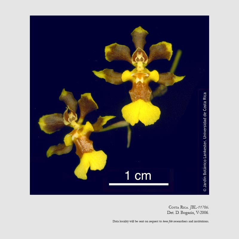 Oncidium parviflorum