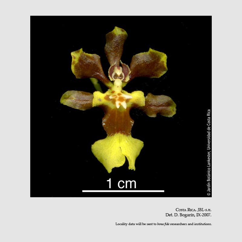 Oncidium parviflorum