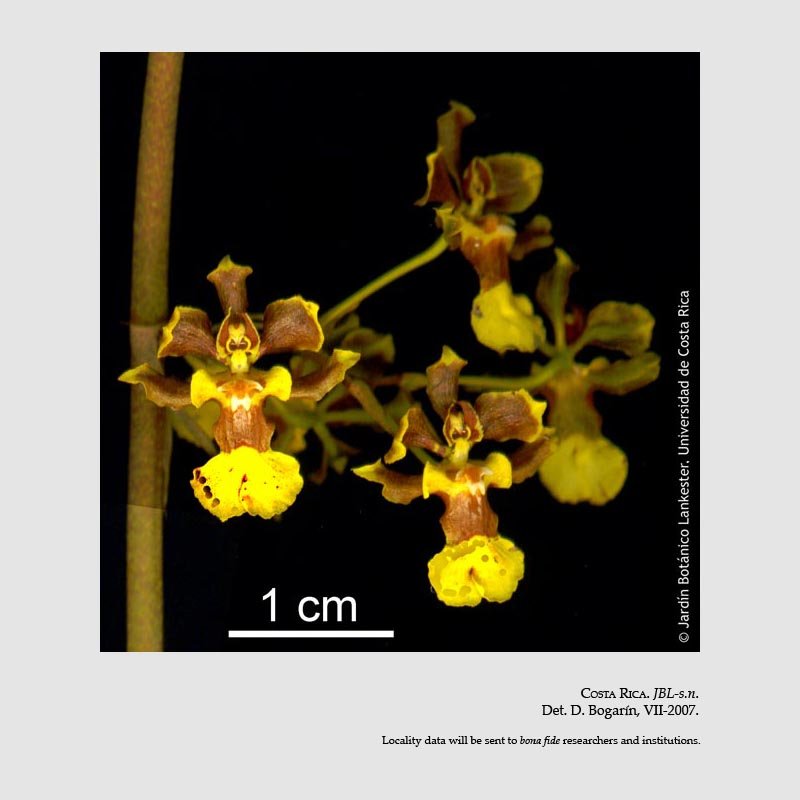 Oncidium parviflorum