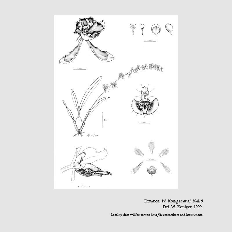 Oncidium peltiforme