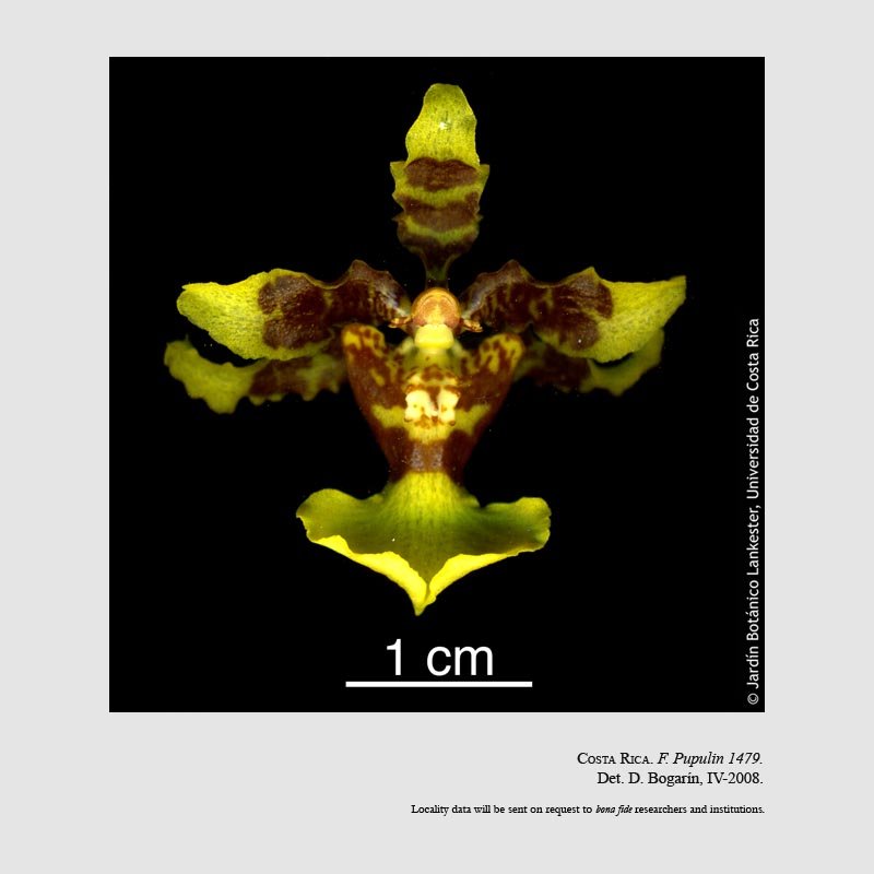 Oncidium polycladium