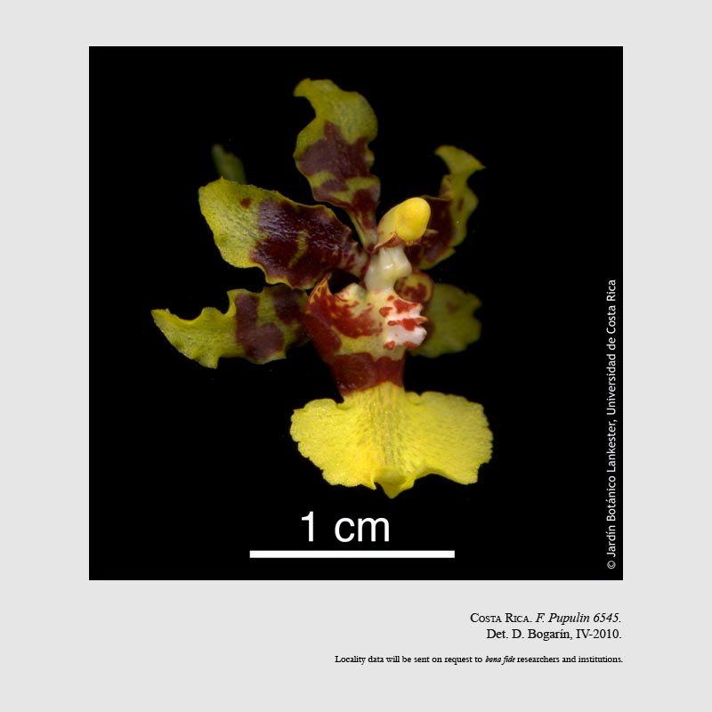 Oncidium polycladium