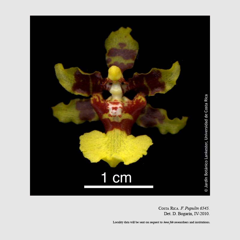 Oncidium polycladium