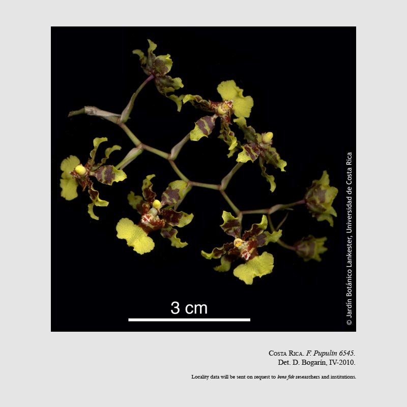 Oncidium polycladium