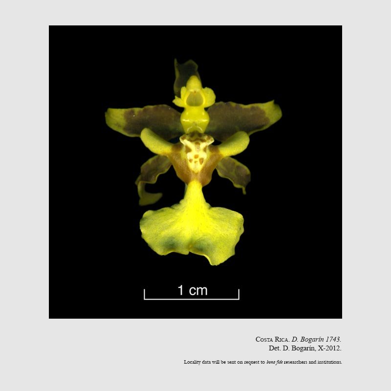 Oncidium stenobulbon