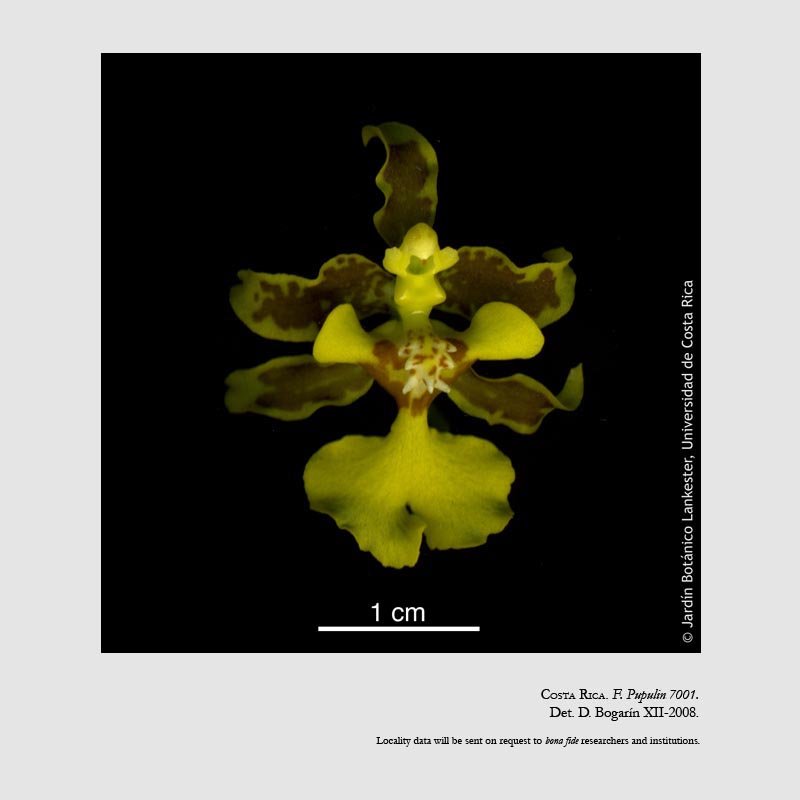 Oncidium stenobulbon